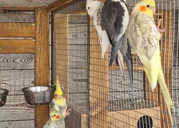 Nimfy faliste nierozlaczki