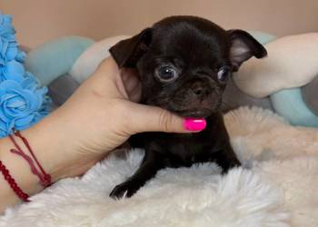 Chihuahua krótkowłosy czekoladowy piękny badania DNA , rodowód