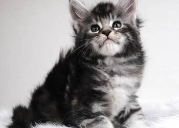 Kociaczki  maine coon z prawdziwym rodowodem.