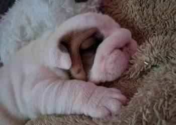 Buldog angielski fci