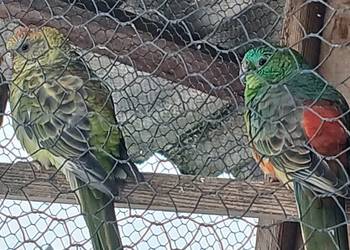 Sprzedam lub zamienię.