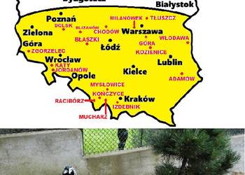 Sprzedam Bażanty Diamentowe (Bażant) z 2026r. WYSYŁAM - Samce i Samice
