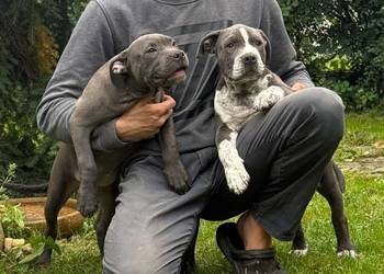 American Staffordshire Terrier Amstaff – Mocny Samiec