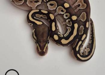 Pyton królewski Butter Yellow Belly 100% het Piebald  samica