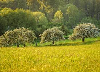 Ekspertyza przyrodnicza, ochrony środowiska, nadzór, raport