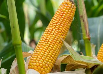 Kukurydza SM WAWEL - odmiana na ziarmo