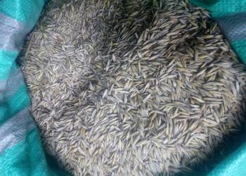 Pszenica owies jęczmień kukurydza mielona transport