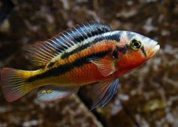 Haplochromis Rock Kribensis - szeroka oferta - WYSYŁKA