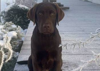 Labrador Retriever Czekoladowy