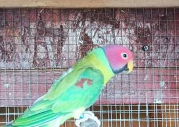 Śliwogłowe Śliwogłowe