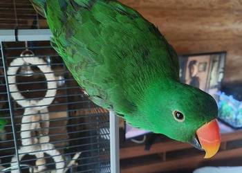 Sprzedam samca lory wielkiej