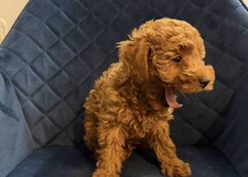 Sprzedam Cudownego Pieska Pudel Toy Red