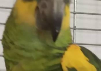 Amazonka niebieskoczelna 2024r