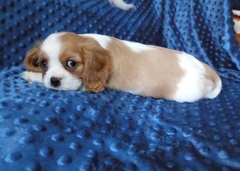 Cavalier King Charles Spaniel FCI