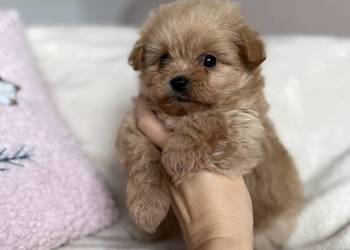 POMAPOO szpic miniaturowy & pudel toy pies