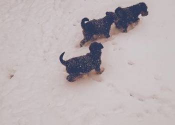 Smycz dla szczeniąt terier walijski