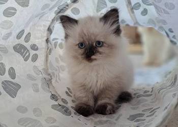 Kotka neva masquerade syberyjska szylkret