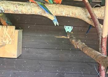 Rozelle żółtolice Rozelle żółtolice