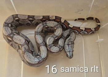 Boa cesarskie RLT