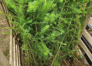 Sadzonki modrzew europejski 140 cm - 180 cm Szkółkowany