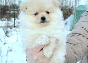 Szpic miniaturowy pomeranian pieski i suczka