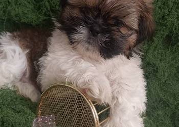 DO ODBIORU ostatnia suczka rasy Shih-Tzu