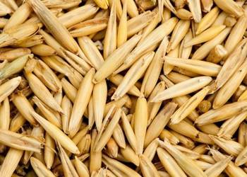 Owies że zbiorów 2025 ok.500 kg