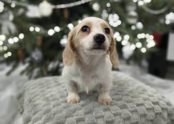 Jamnik długowłosy miniaturowy Dackel dachshund piebald