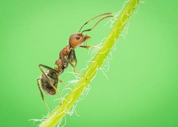 Ekspertyza chiropterologiczna, przyrodnicza, ornitologiczna, waloryzacja