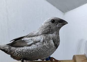 Mewka Japońska szara samiec 2025