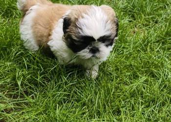 ŚLICZNIE Shih-tzu gotowe do nowego domu