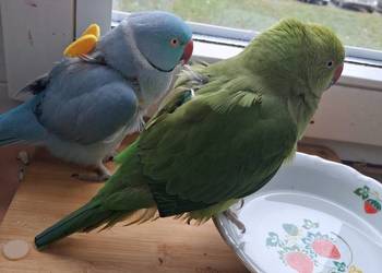 Aleksandreta obrozna para oswojone