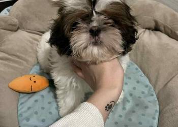 Shih-Tzu sunia