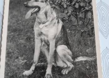 Piekne zdjęcie psa 1940 r