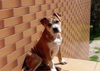 American Staffordshire Terrier
