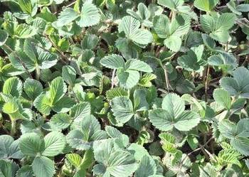 Truskawki sadzonki odmiana Honey