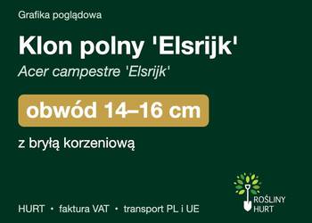 Klon polny 'Elsrijk' (Acer campestre) obwód 14-16 cm, z bryłą – HURT