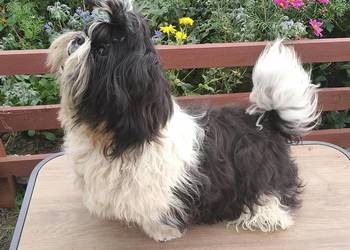 Shih tzu piesek FCI