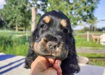Cocker spaniel szczeniaki ZKwP/FCI