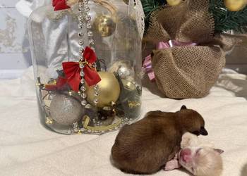 Szpic miniaturowy ciemny chłopczyk