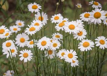 Opinia przyrodnicza, karta informacyjna przedsięwzięcia, inwentaryzacja