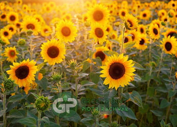 FAKTURA Słonecznik ozdobny - mieszanka odmian nasiona PASZPORT FIRMA