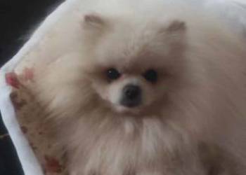 Szpic pomeranian
