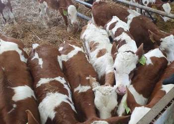 Sprzedam cielaki mięsne