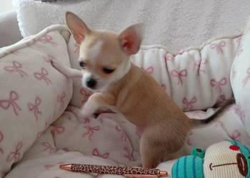 Mini piesek chihuahua