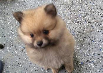 Szpic miniaturowy pomeranian dziewczynka
