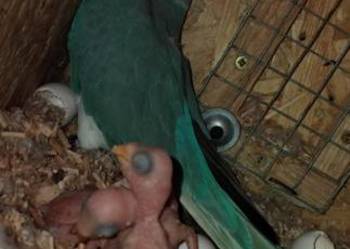 Papuga aleksandretta