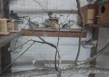 Sprzedam gołąbki diamentowe szeki