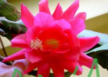 Epiphyllum.Epifilum. Kaktus kwitnie na czerwono.