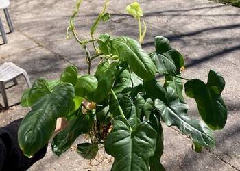 Mniejszy zestaw Philodendron filodendron bipennifolium Gold Violin sadzonki